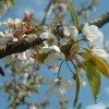 CERISIER EN FLEUR. GIOIA BORNE